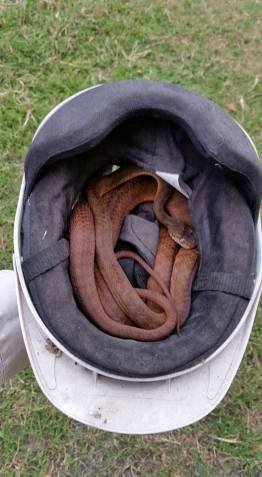 Cairns Snake Removals Ph. 0408 331 700, 24/7 Snake catcher Cairns