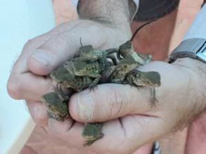 Cairns Snake Removals,Snake Catchers Cairns