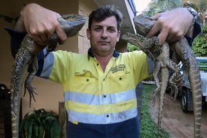Cairns Snake Removals,Snake Catchers Cairns