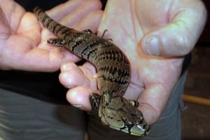 Cairns Snake Removals,Snake Catchers Cairns