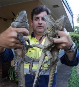 Cairns Snake Removals,Snake Catchers Cairns
