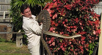 Cairns Snake Removals,Snake Catchers Cairns