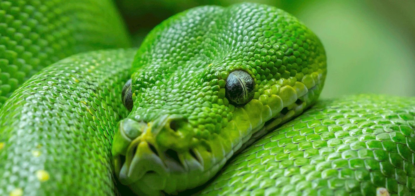 Cairns Snake Removals,Snake Catchers Cairns
